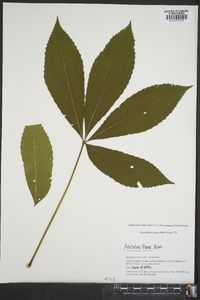 Aesculus flava image