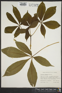 Aesculus flava image