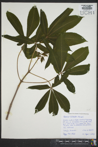 Aesculus flava image