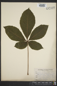 Aesculus flava image