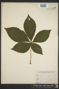 Aesculus flava image