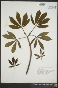 Aesculus flava image