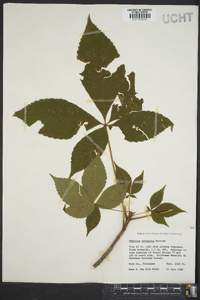 Aesculus sylvatica image