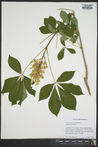 Aesculus sylvatica image