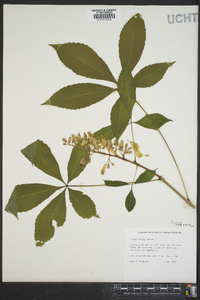 Aesculus sylvatica image