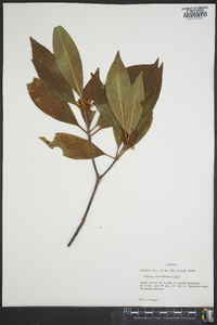 Illicium floridanum image