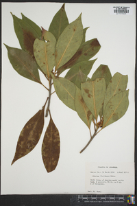 Illicium floridanum image