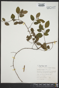 Berchemia scandens image