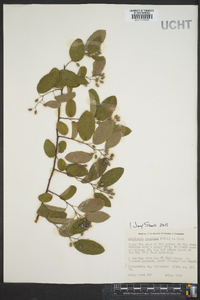 Berchemia scandens image