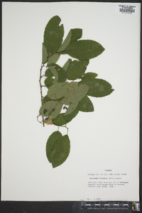 Berchemia scandens image