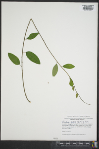 Berchemia scandens image