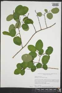 Berchemia scandens image