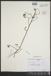 Berchemia scandens image