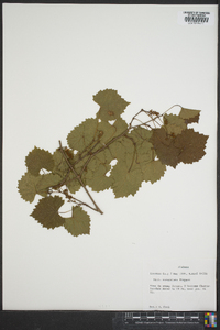 Vitis munsoniana image