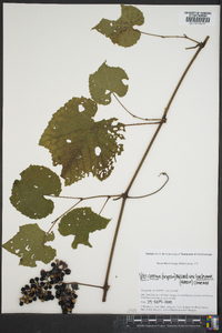 Vitis cinerea var. baileyana image