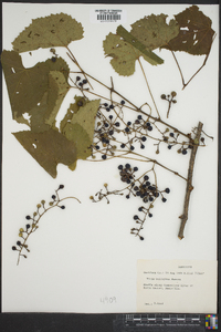 Vitis cinerea var. baileyana image