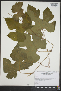 Vitis labrusca image