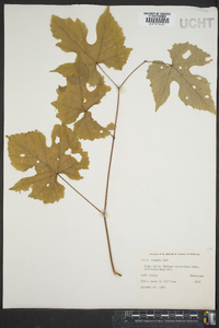 Vitis palmata image