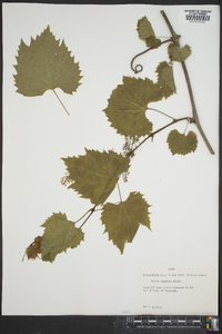 Vitis riparia image