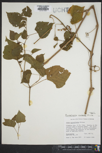 Vitis rotundifolia image