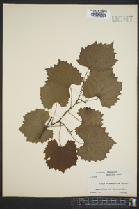 Vitis rotundifolia image