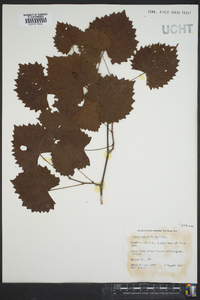 Vitis rotundifolia image