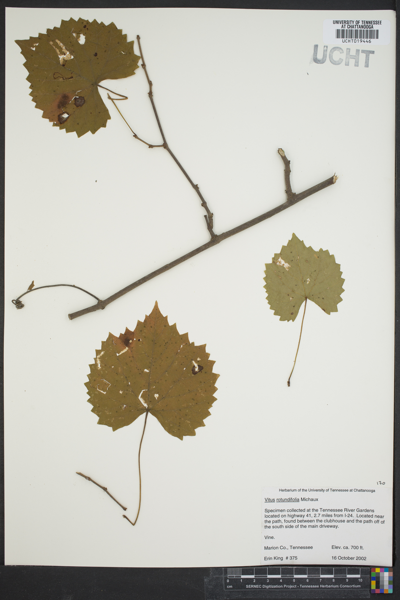 Vitis rotundifolia image