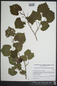 Vitis rotundifolia image