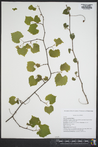 Vitis rotundifolia image