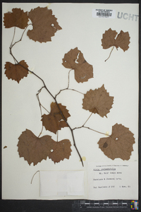 Vitis rotundifolia image