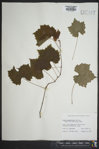 Vitis rotundifolia image