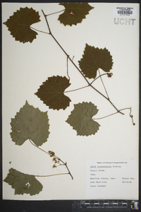 Vitis rotundifolia image