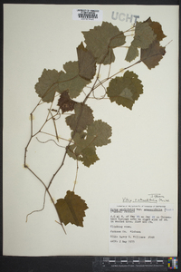 Vitis rotundifolia image