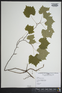 Vitis rotundifolia image