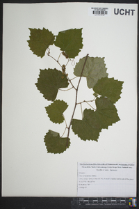 Vitis rotundifolia image