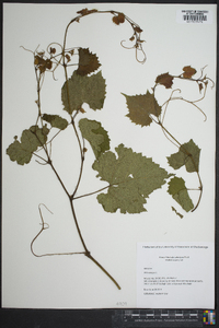 Vitis vulpina image