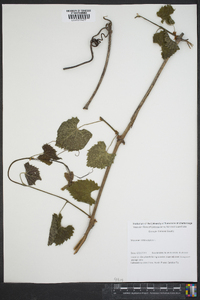 Vitis vulpina image