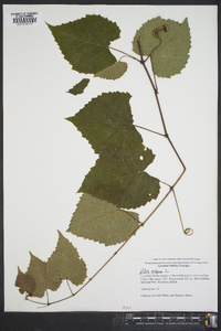 Vitis vulpina image