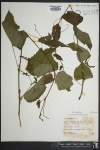 Vitis vulpina image