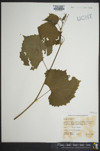 Vitis vulpina image