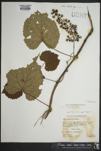 Vitis vulpina image