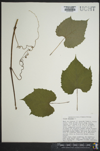 Vitis vulpina image