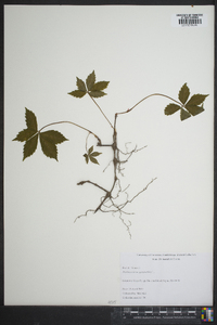 Parthenocissus heptaphylla image