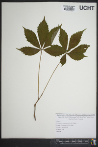 Parthenocissus heptaphylla image