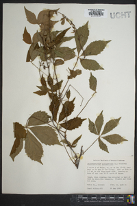 Parthenocissus heptaphylla image