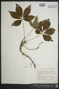 Parthenocissus heptaphylla image