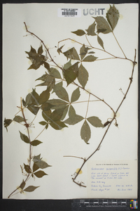 Parthenocissus heptaphylla image