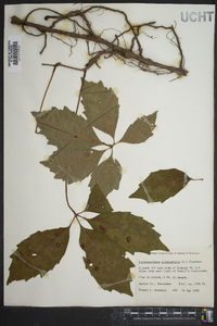 Parthenocissus heptaphylla image