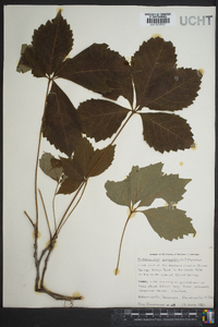 Parthenocissus heptaphylla image