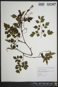 Ampelopsis arborea image